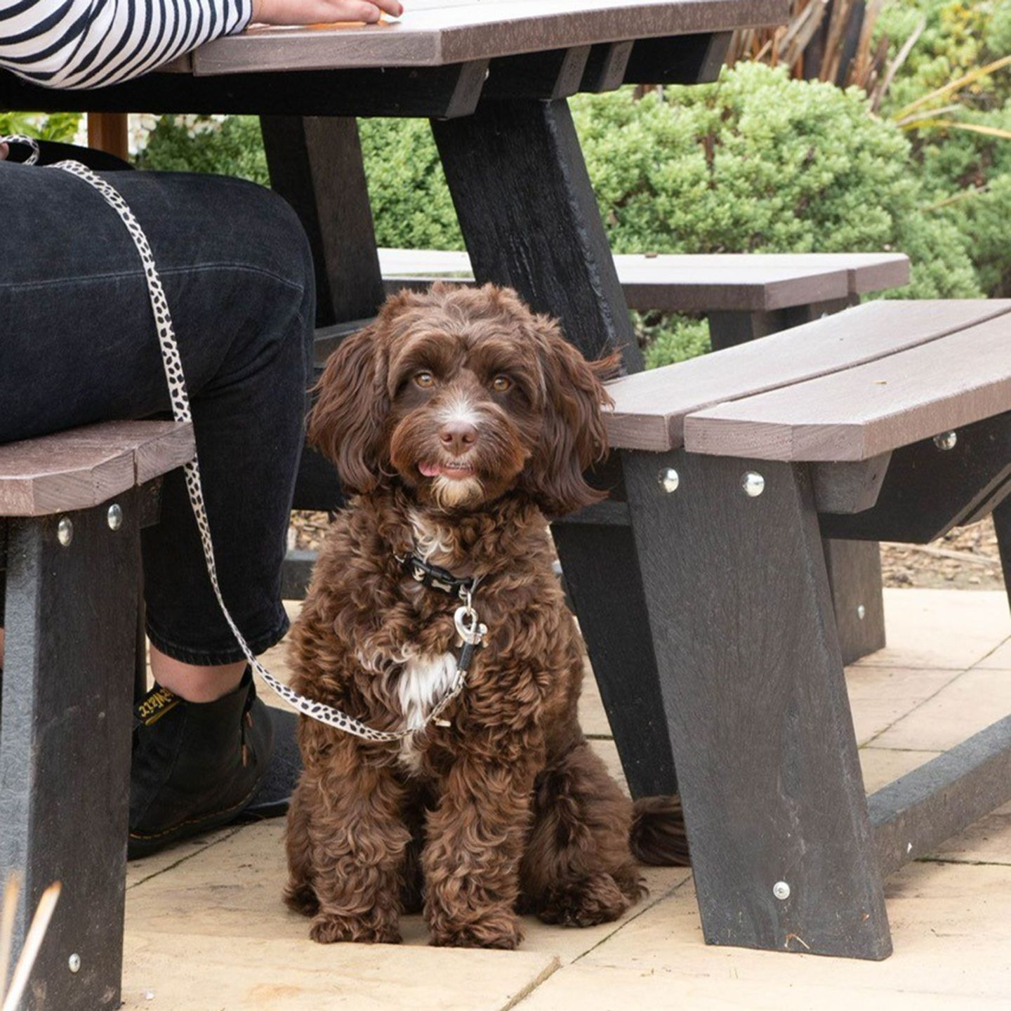 Your local dog friendly pub in Caerphilly 